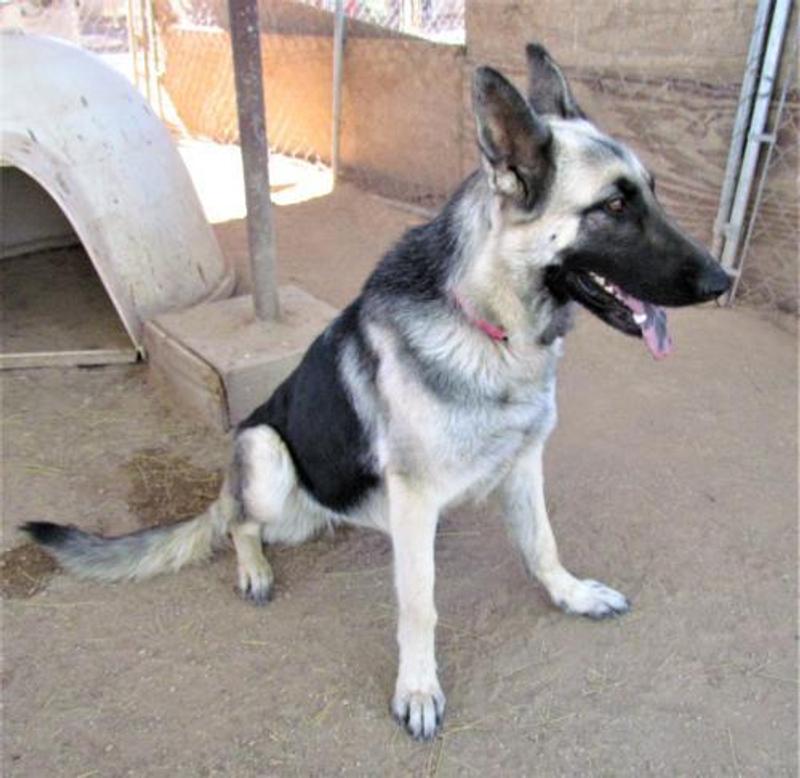 Day one when I first rescued Suzie