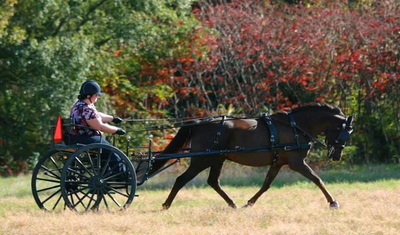 Ernesto, my Morgan♡