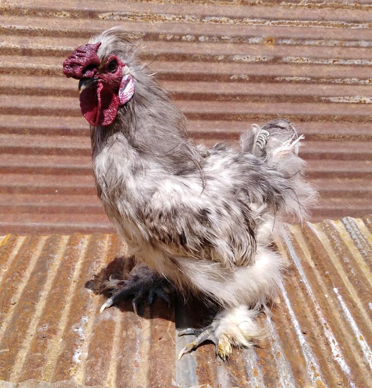 Splash Silkie Rooster