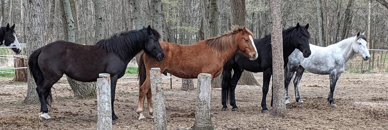 All mustangs at my house