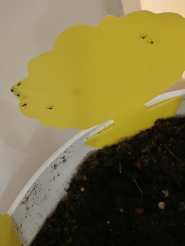 Fungus gnats from using this soil