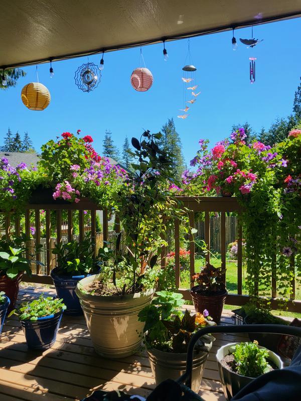 My porch garden in full bloom