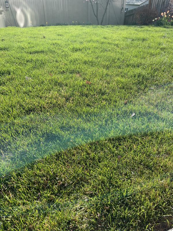 Best green lawn in the neighborhood!