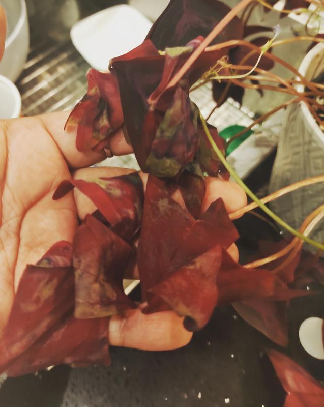 Drooping, dying oxalis