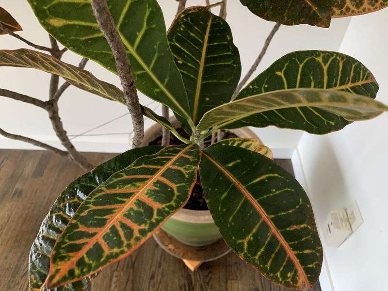 Croton Plant with Miracle-Gro Leaf Shine applied.