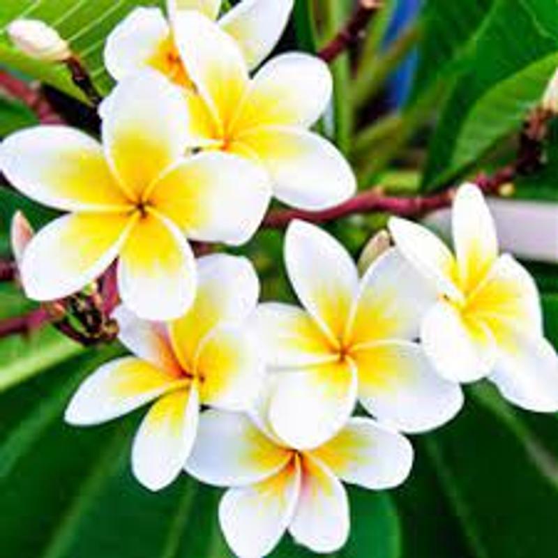 Hawaiian Yellow Plumeria Flower