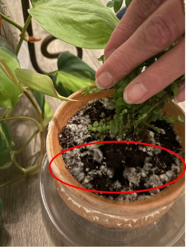 The mold/mildew (circled in red) doesn't seem to care what type of plant, and the only change to all my houseplants was the addition of the Miracle Grow.