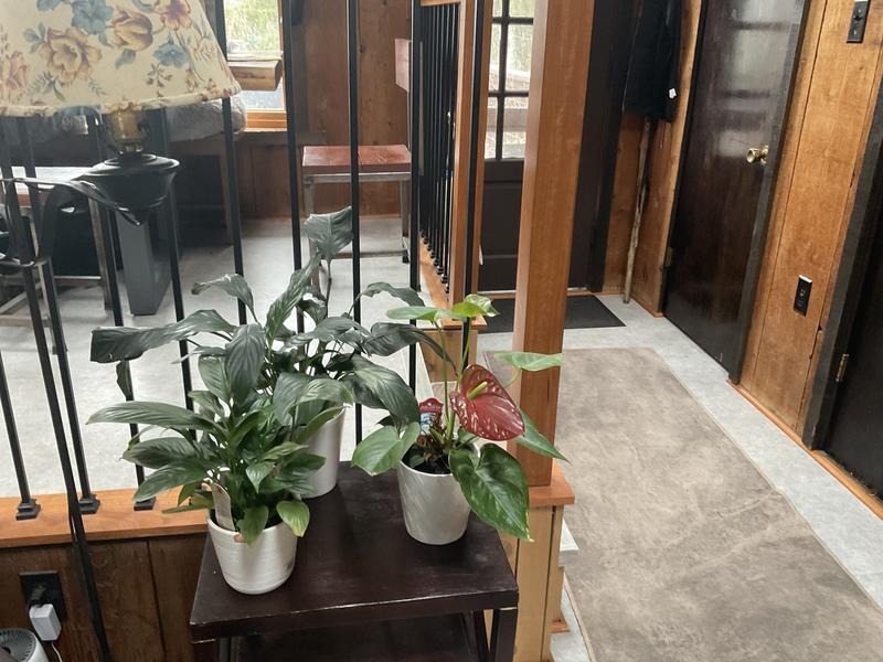 Some of my indoor lovely plants