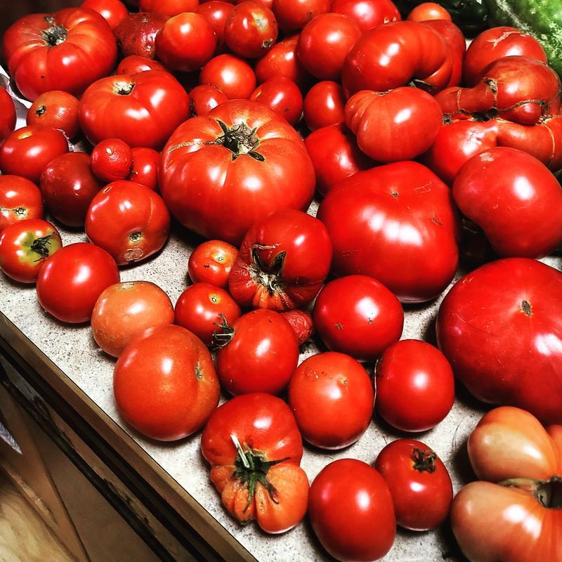 My bounteous tomatoes- just a few days worth of harvest from my 4 plants