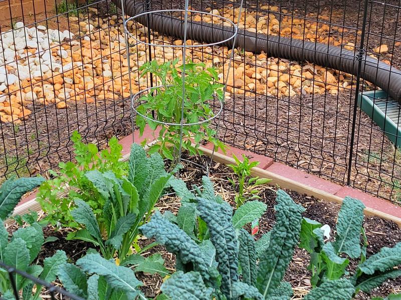 After 1 treatment for Miracle-Gro® Performance Organics