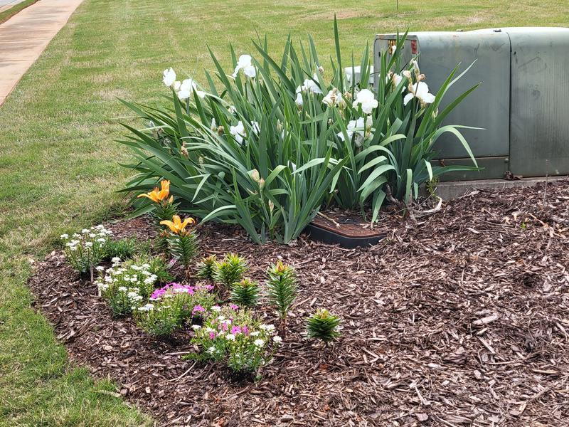 After 1 treatment of Miracle-Gro® Performance Organics