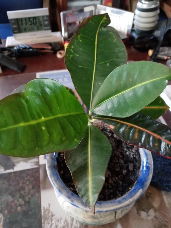 Here's the plant before before Leaf-Shine was applied.