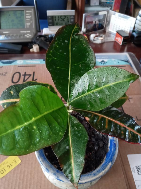 Here's the plant showing the spray I applied.