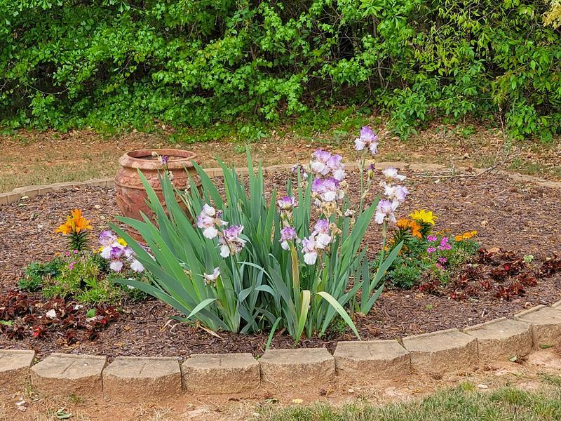 After 1 treatment of Miracle-Gro® Performance Organics