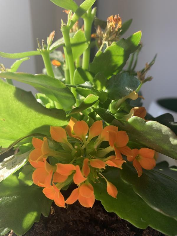 Loved the Leaf shine!