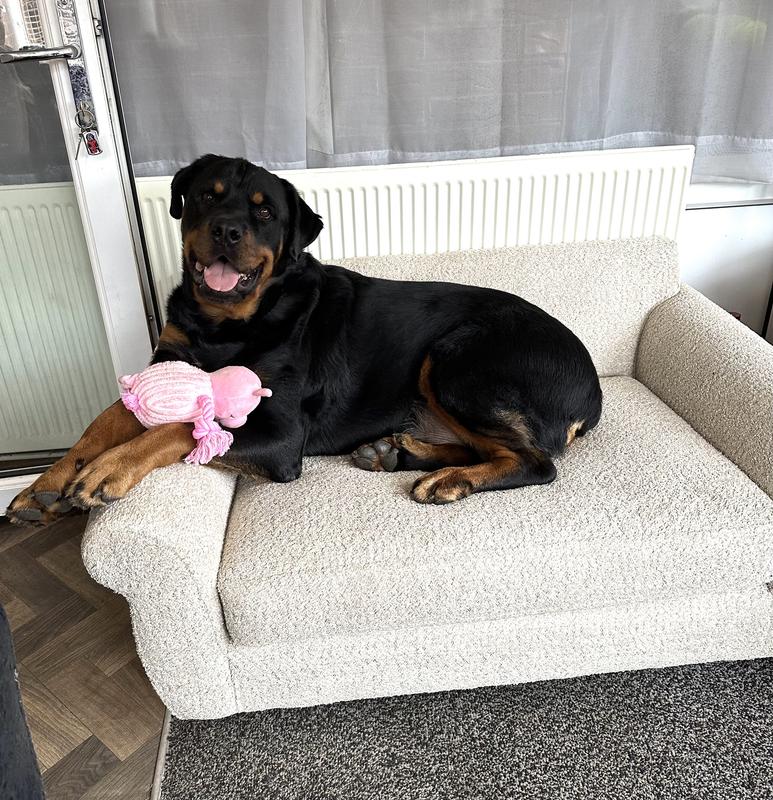 Doggie sofa best sale