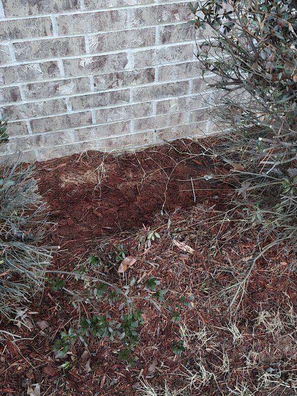 Caked up mulch been down for 3 years