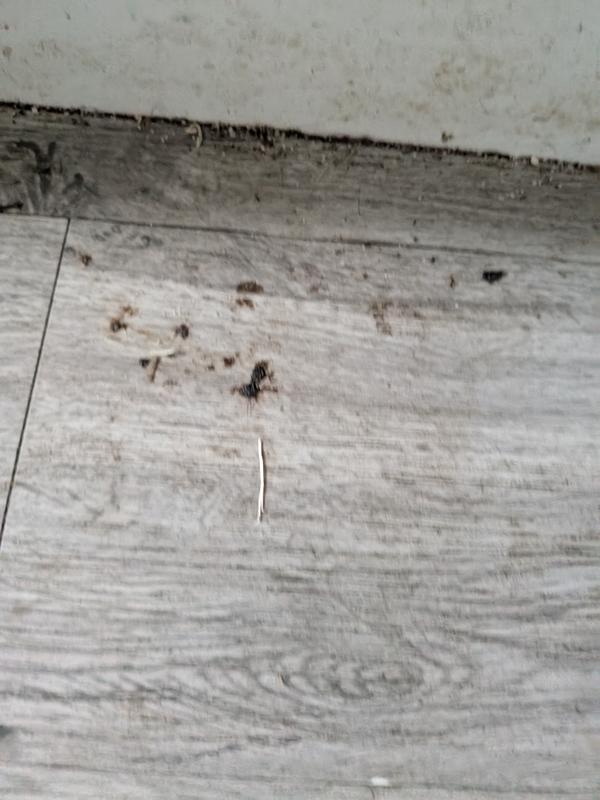 User generated review image 3