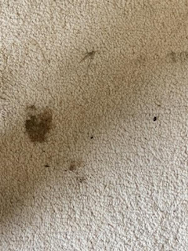 User generated review image 2