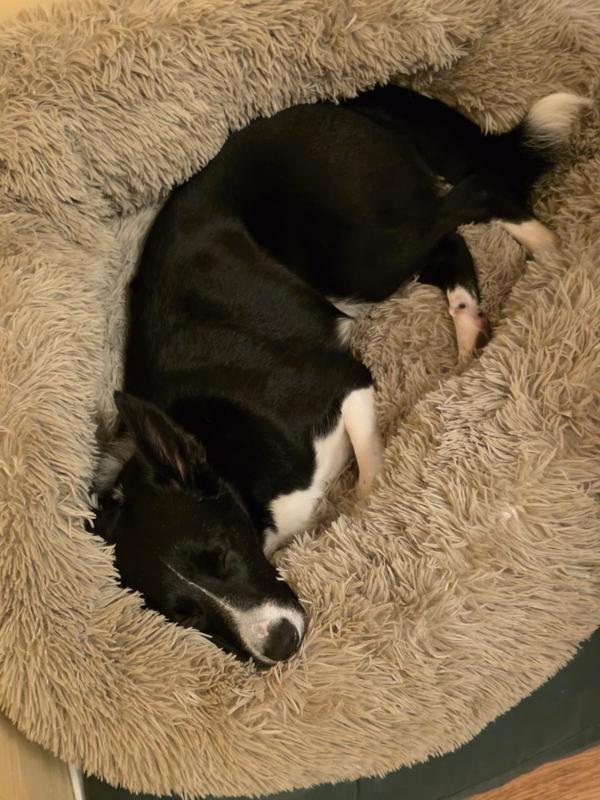 Silentnight Donut Pet Bed Free Delivery