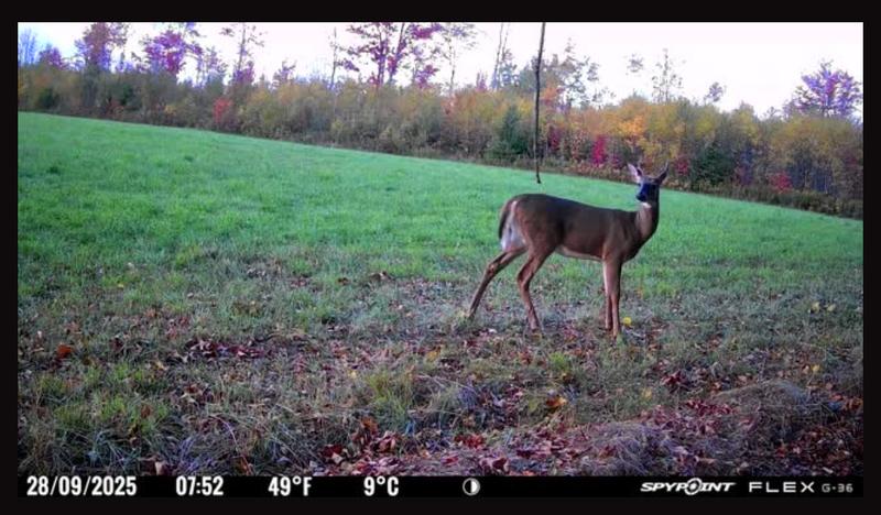Whitetail-light buck