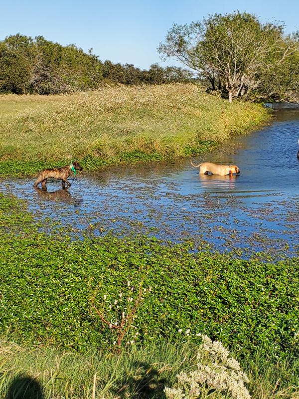 Water break after moving 1st herd to new pasture.   Water does not hurt these collars