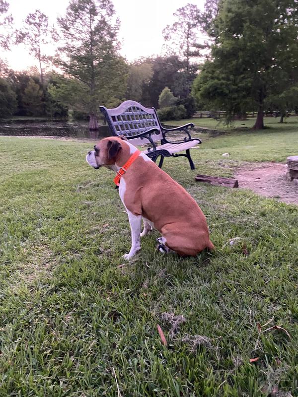 Zoe, our boxer, freely enjoying her yard.