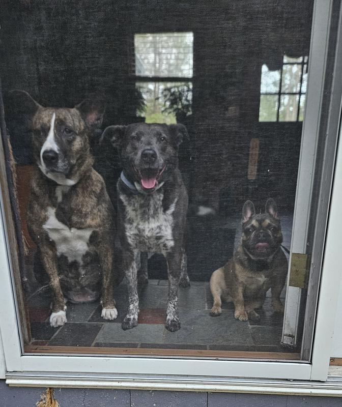 My pack:  Bella (85lbs.), Cayenne Pepper (55lbs.), Stitch (26lbs.)