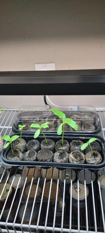 Photo - commentaire&nbsp;2.