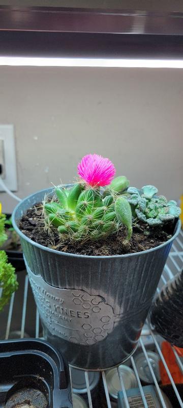 Photo - commentaire&nbsp;4.