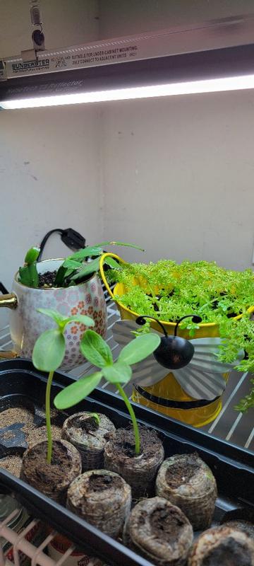 Photo - commentaire&nbsp;3.