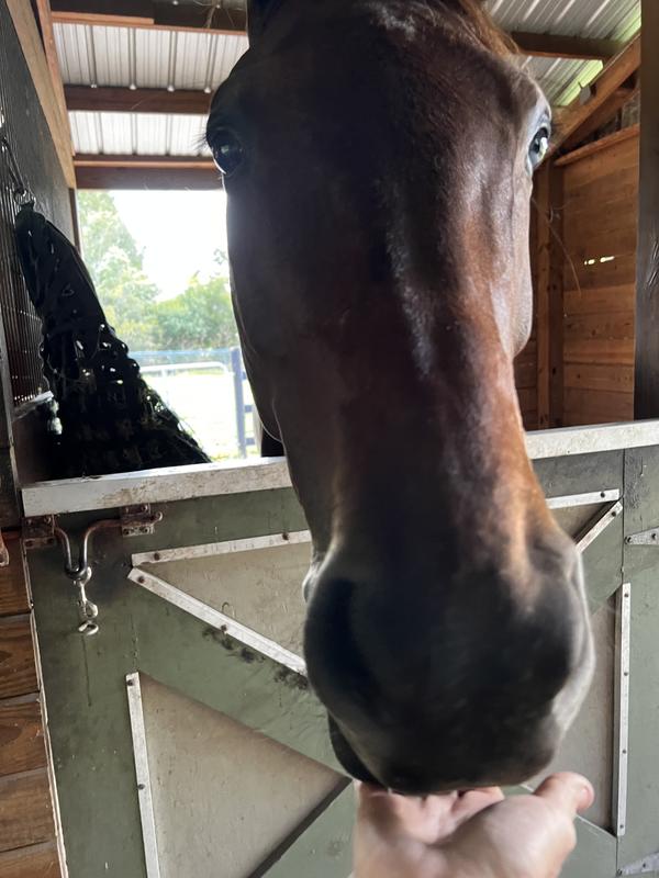 Enjoying his alfalfa forage treat