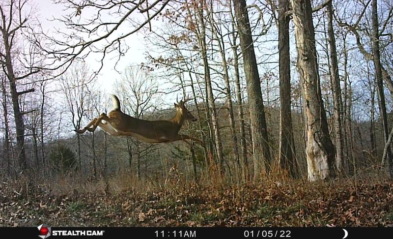 Small buck, Salem, AR