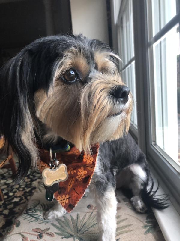 Sunny looking out for chipmunks💝