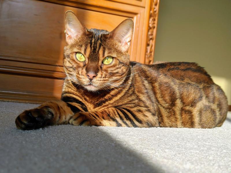 Chick, Chick Chicken Freeze Dried Raw Cat Food: High Protein