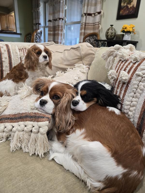 Health and Happy on Stella and Chewy