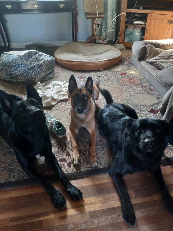 The crazy group