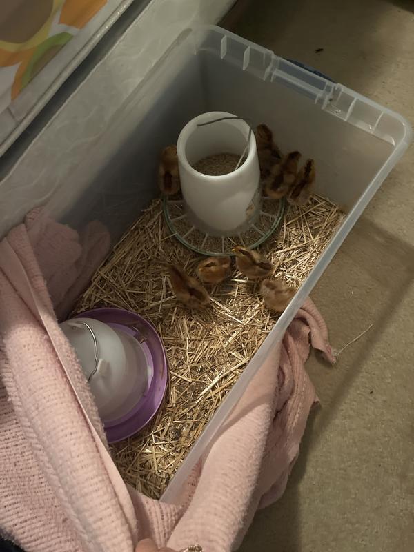 My Baby Easter Eggers 🐣🐥