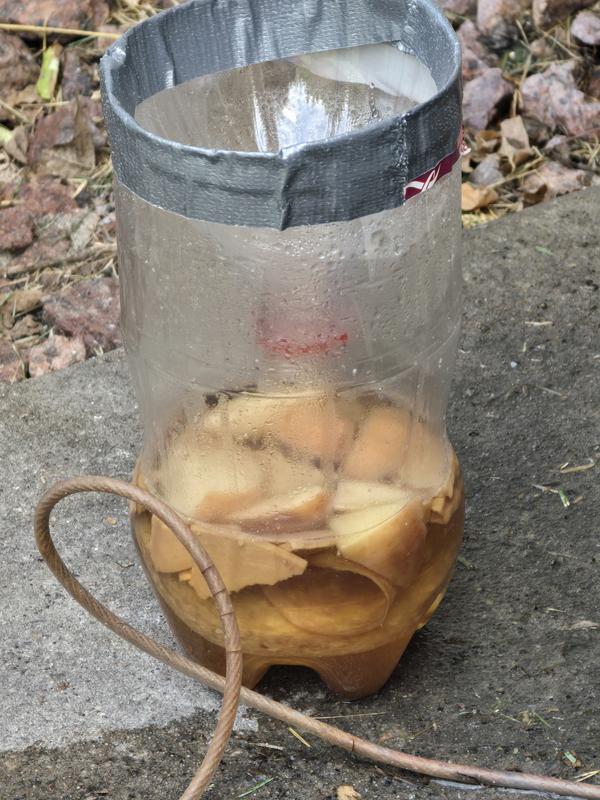 Tic tok homemade trap after 2 days....