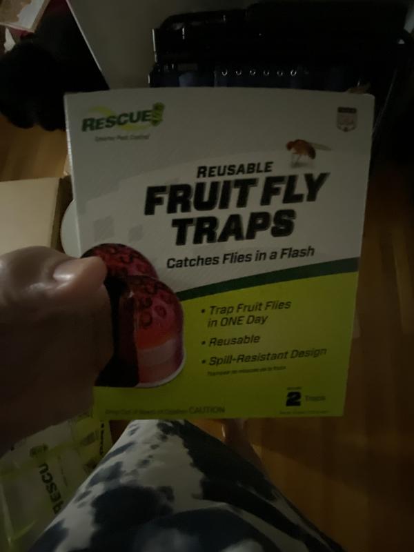 Fruit fly traps
