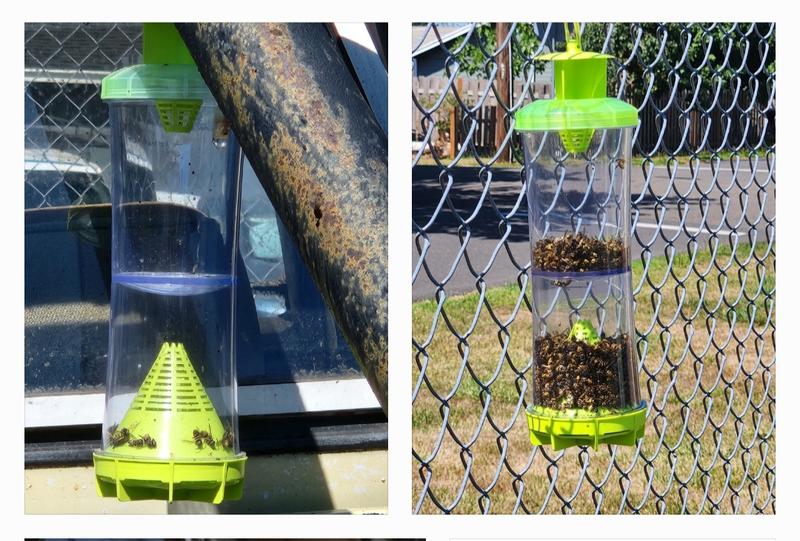 Attractant used in left picture. Wet cat food on right