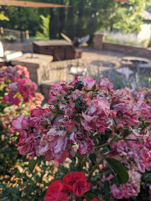 On the roses....now in the bag