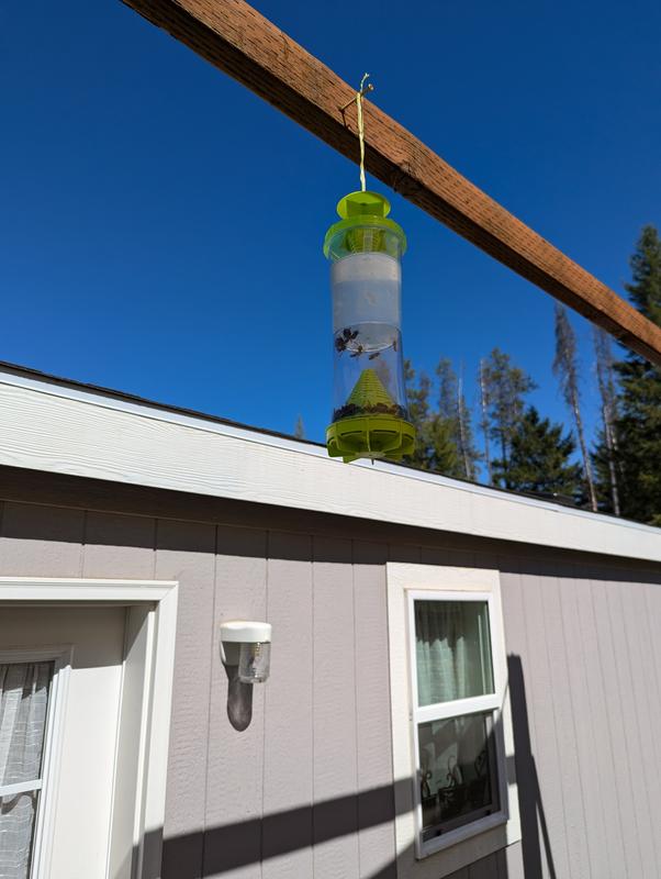 Instantly started catching the annoying yellow jackets!