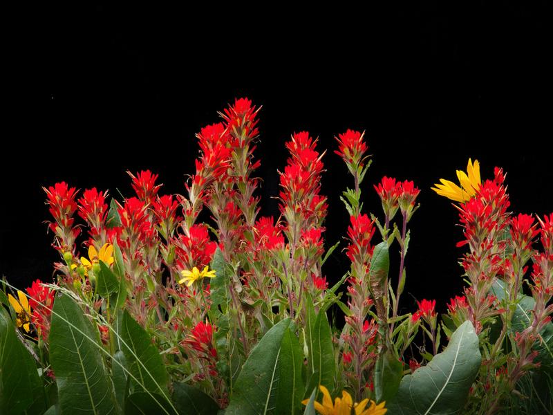 Lumix G Vario Interchangeable Telephoto Zoom 45-150mm Lens H