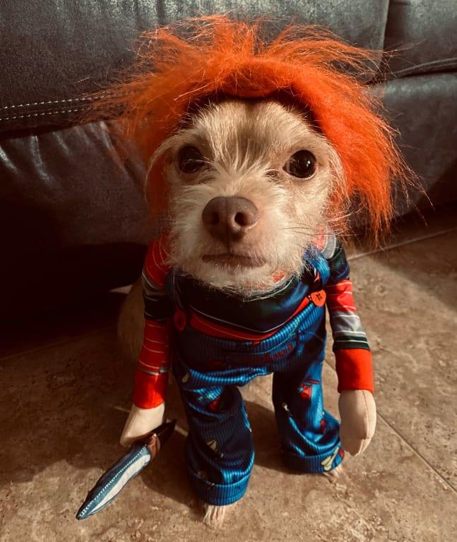 My dog dressed as Chucky for Halloween :)