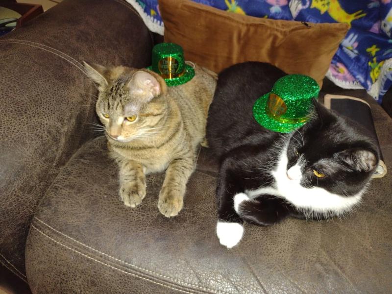 These party hats are as close to their heads as they'll allow...☘️