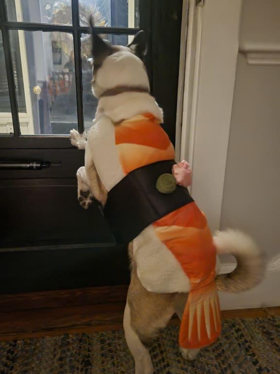 Photo - commentaire&nbsp;1