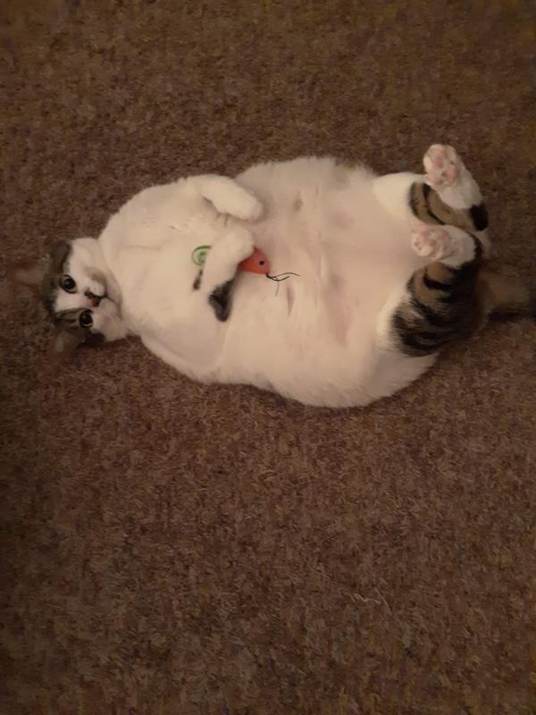 Lily Beth and her baby mouse