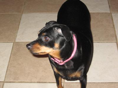 Maddie my female min pin!