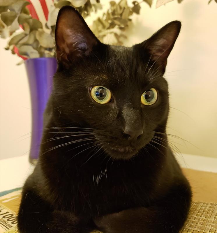 This is the cat who loves the toy )